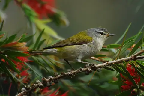 Tennessee Warbler