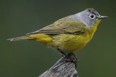 Nashville Warbler
