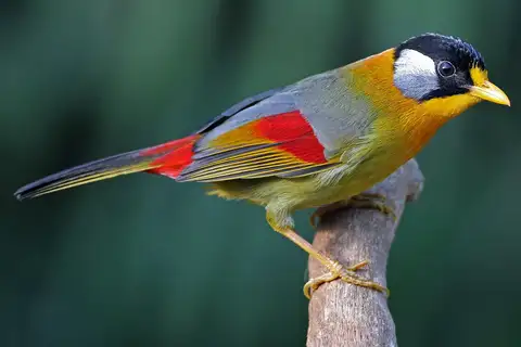 Silver-eared Mesia