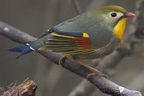 Red-billed Leiothrix