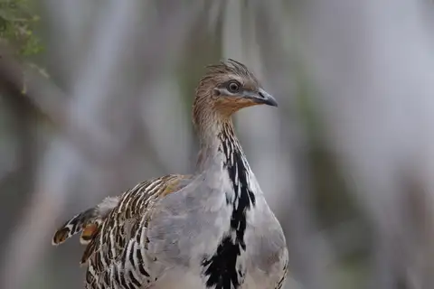 Malleefowl