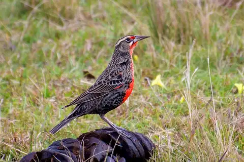 Pampas Meadowlark
