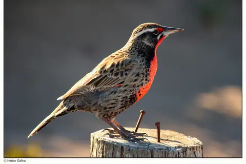 Long-tailed Meadowlark