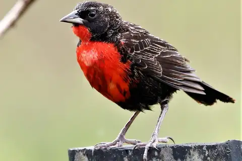 Red-breasted Meadowlark