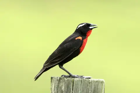 White-browed Meadowlark
