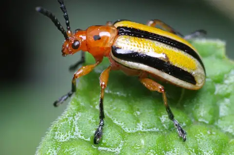 Three-lined Potato Beetle