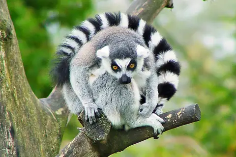 Ring-tailed Lemur