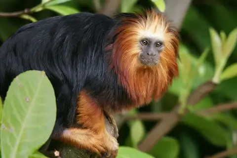 Golden-headed Lion Tamarin