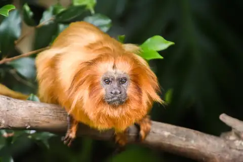 Golden Lion Tamarin