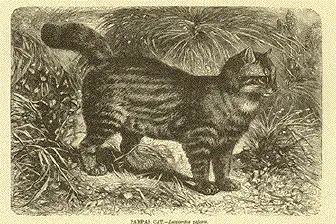 Southern Pampas Cat