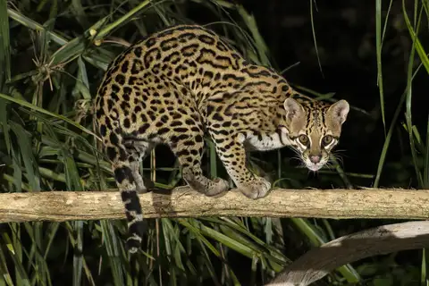 Ocelot