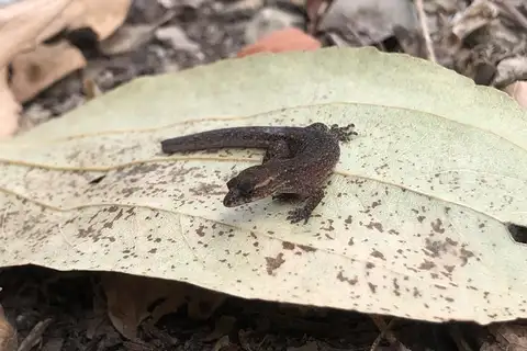Lepidoblepharis buchwaldi