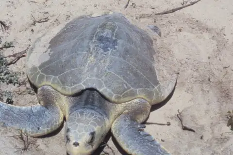 Kemp's Ridley Sea Turtle