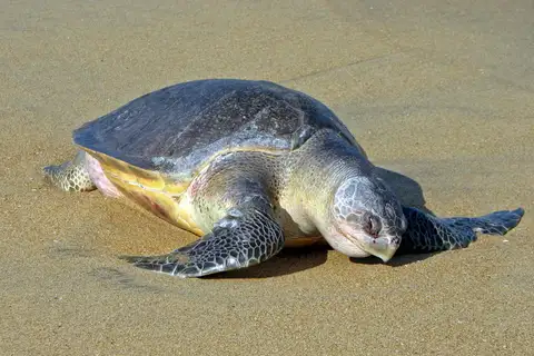 Olive Ridley Sea Turtle