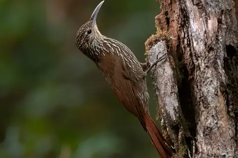 Spot-crowned Woodcreeper