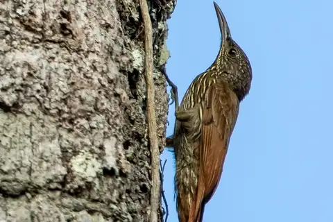 Guianan Woodcreeper