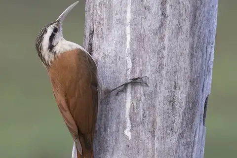 Narrow-billed Woodcreeper