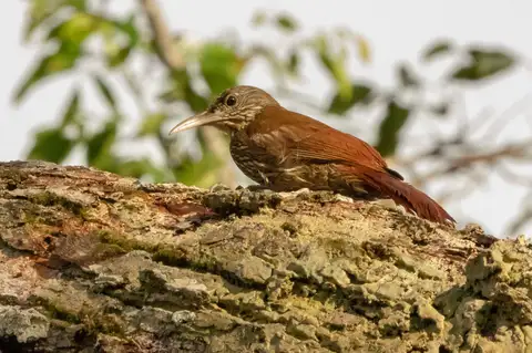 Duida Woodcreeper
