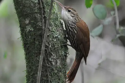 Scalloped Woodcreeper
