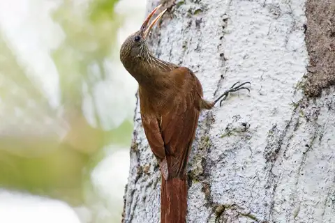 Inambari Woodcreeper
