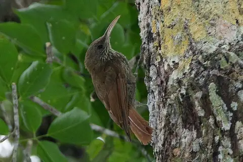 Dusky-capped Woodcreeper