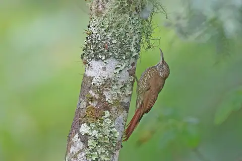 Montane Woodcreeper