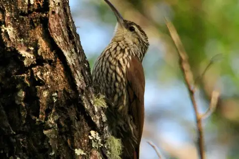 White-striped Woodcreeper