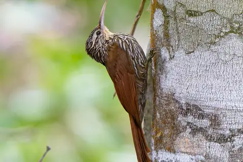 Streak-headed Woodcreeper