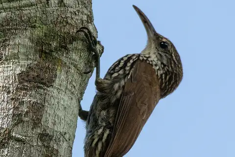 Scaled Woodcreeper