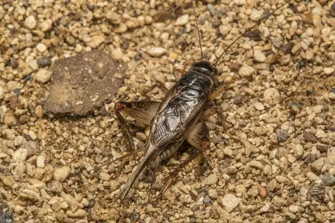 Lepidogryllus parvulus