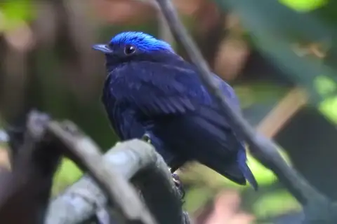 Blue-capped Manakin