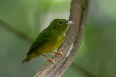 Opal-crowned Manakin
