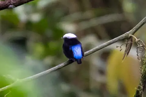 Blue-rumped Manakin
