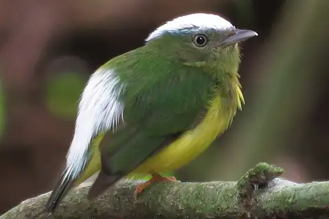 Snow-capped Manakin