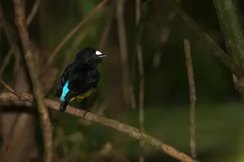 White-fronted Manakin