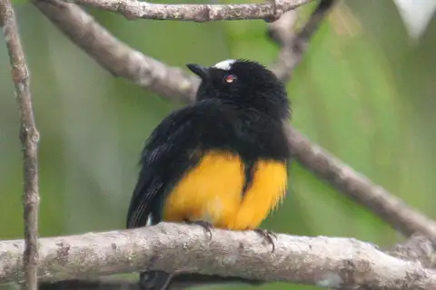 Orange-bellied Manakin