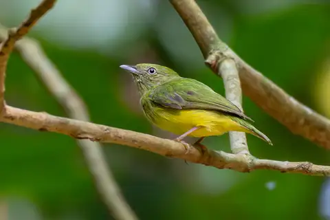Golden-crowned Manakin