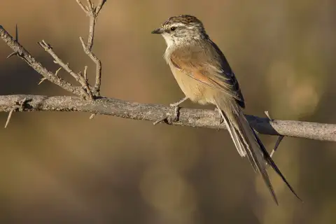 Plain-mantled Tit-Spinetail