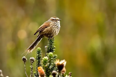 Andean Tit-Spinetail