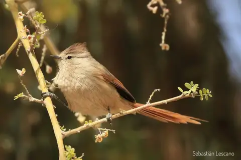 Brown-capped Tit-Spinetail