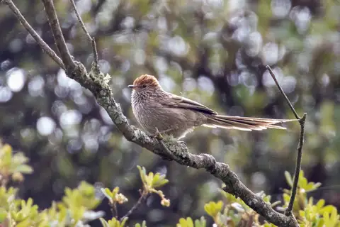 Rusty-crowned Tit-Spinetail