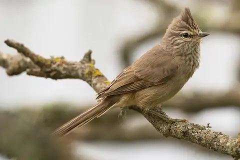 Tufted Tit-Spinetail