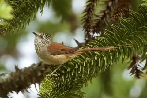Araucaria Tit-Spinetail