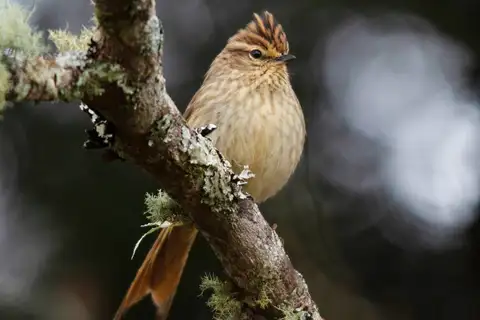 Striolated Tit-Spinetail