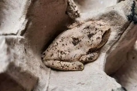 Treasury Island Tree Frog