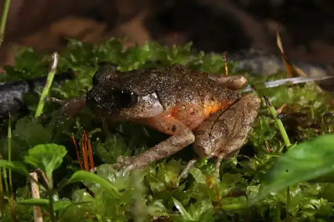 Kinabalu Slender Litter Frog