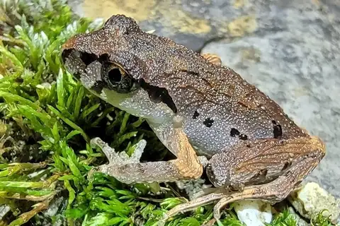 Fei's Leaf Litter Toad