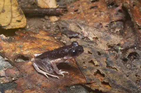 Twittering Slender Litter Frog