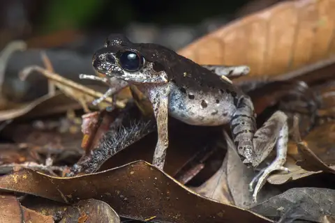 Sarawak Slender Litter Frog
