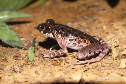 Leptobrachella hamidi